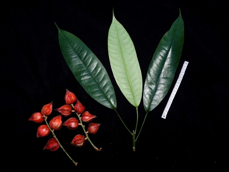 Baccaurea angulata