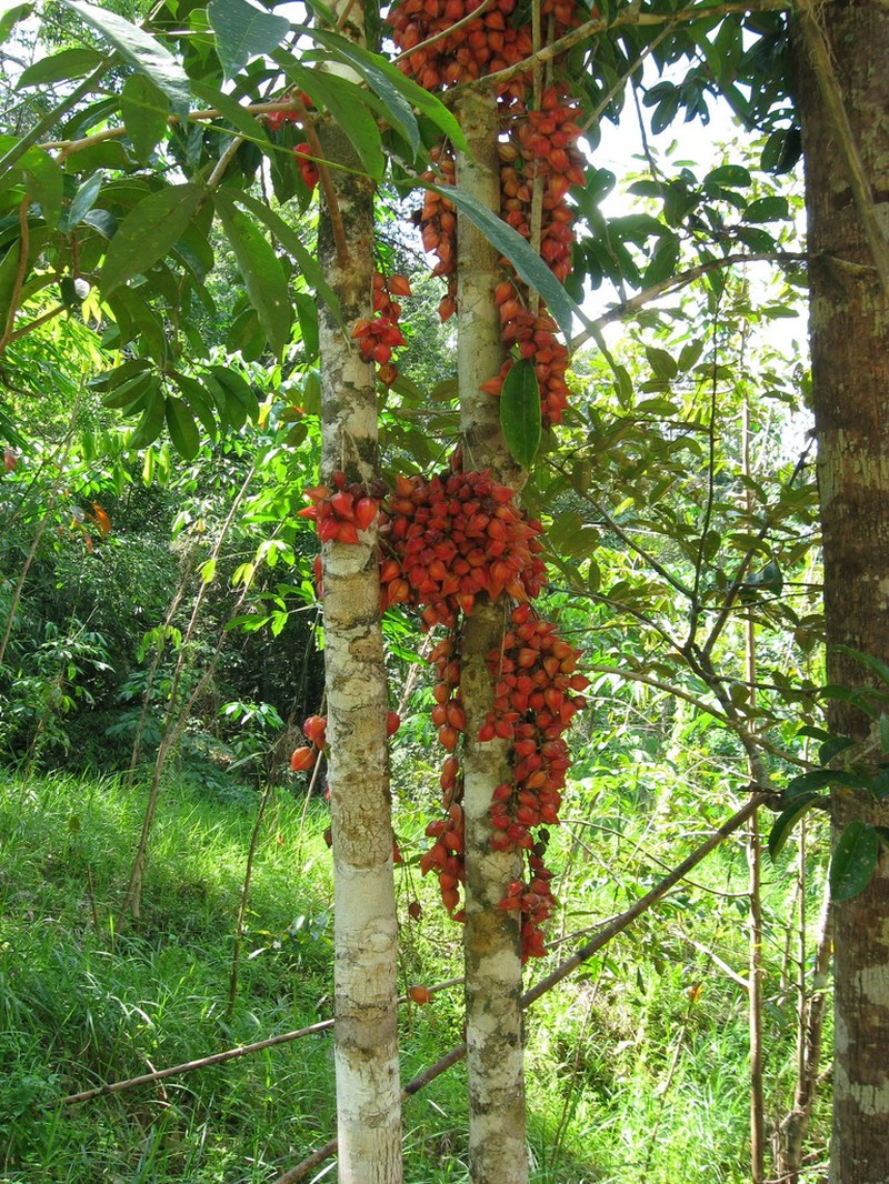 Baccaurea angulata photo 2