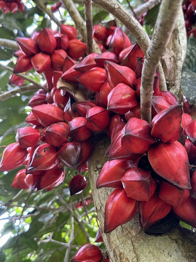 Baccaurea angulata photo 3