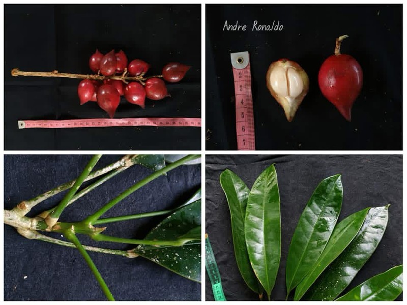 Baccaurea angulata photo 4