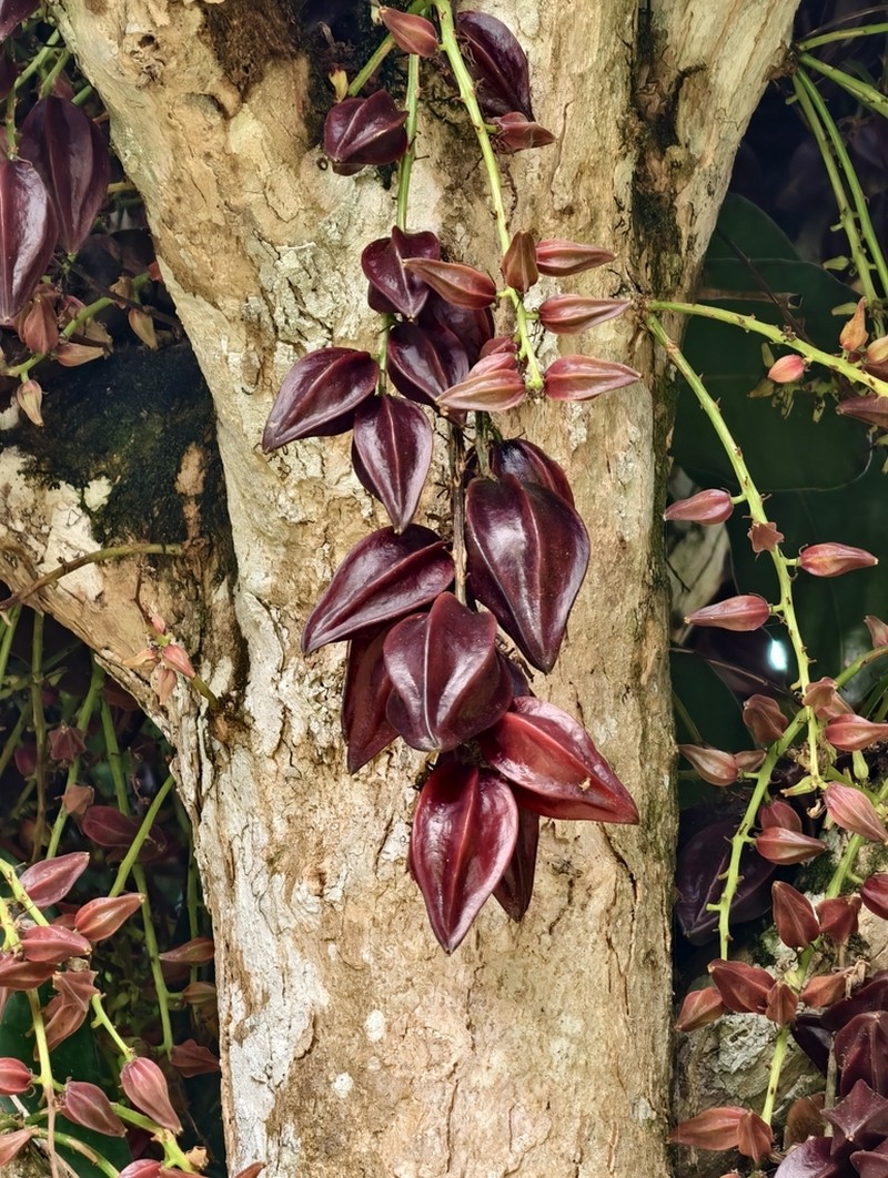 Baccaurea angulata photo 5