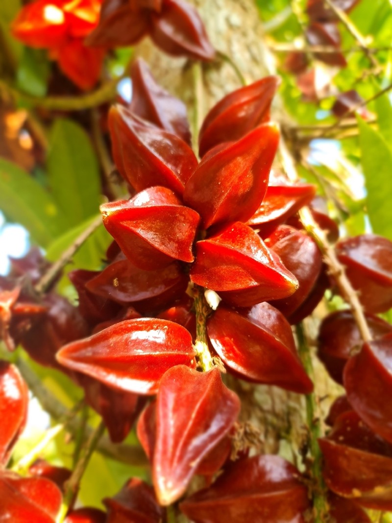 Baccaurea angulata photo 6