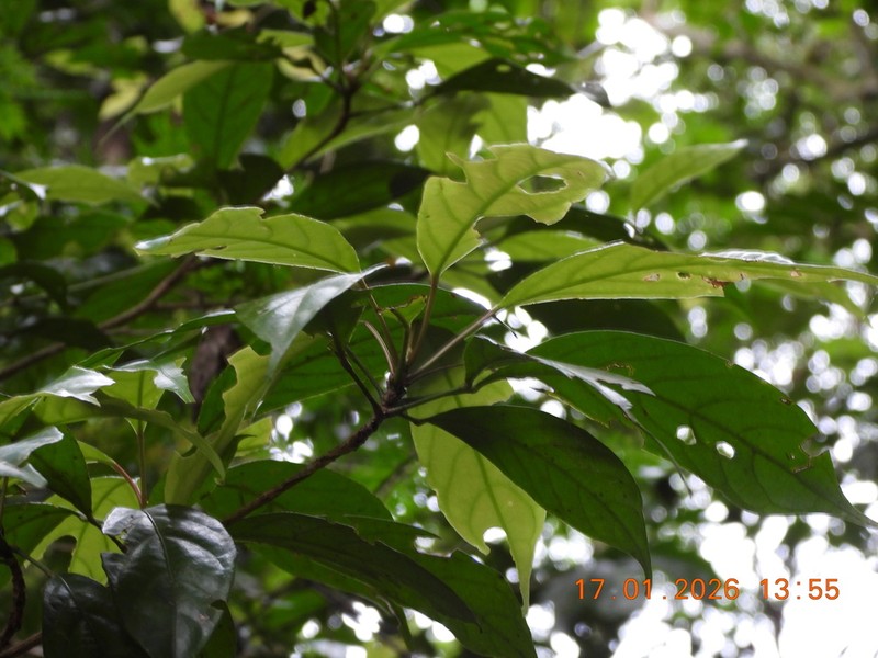 Baccaurea angulata photo 8
