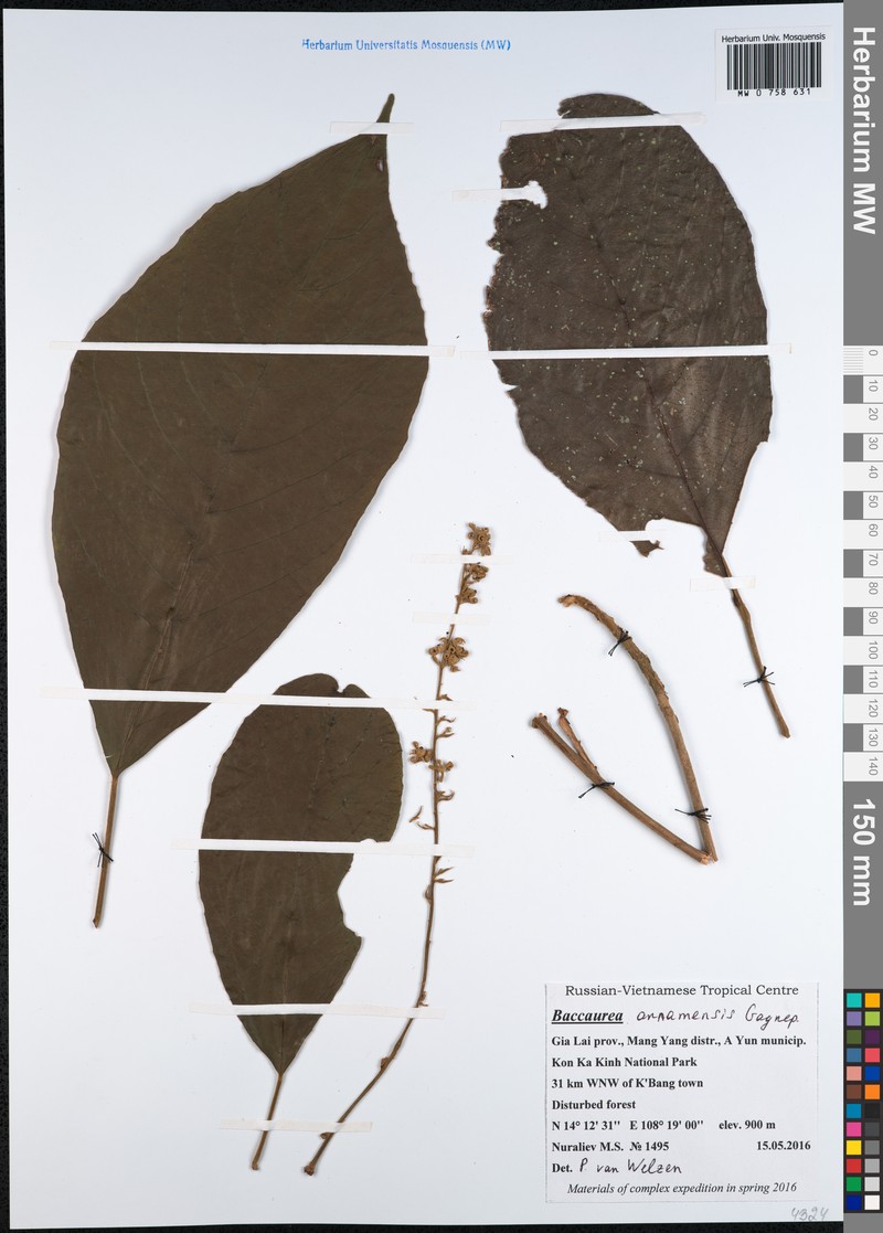 Baccaurea annamensis