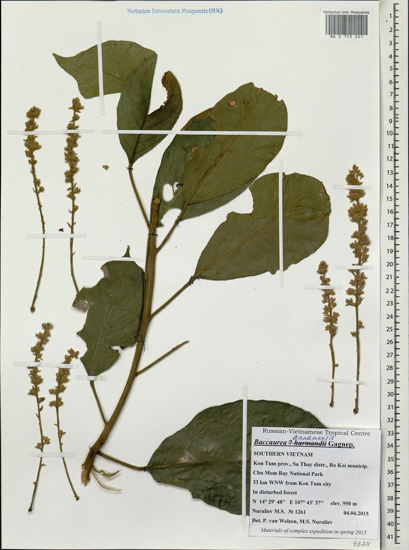 Baccaurea annamensis photo 2
