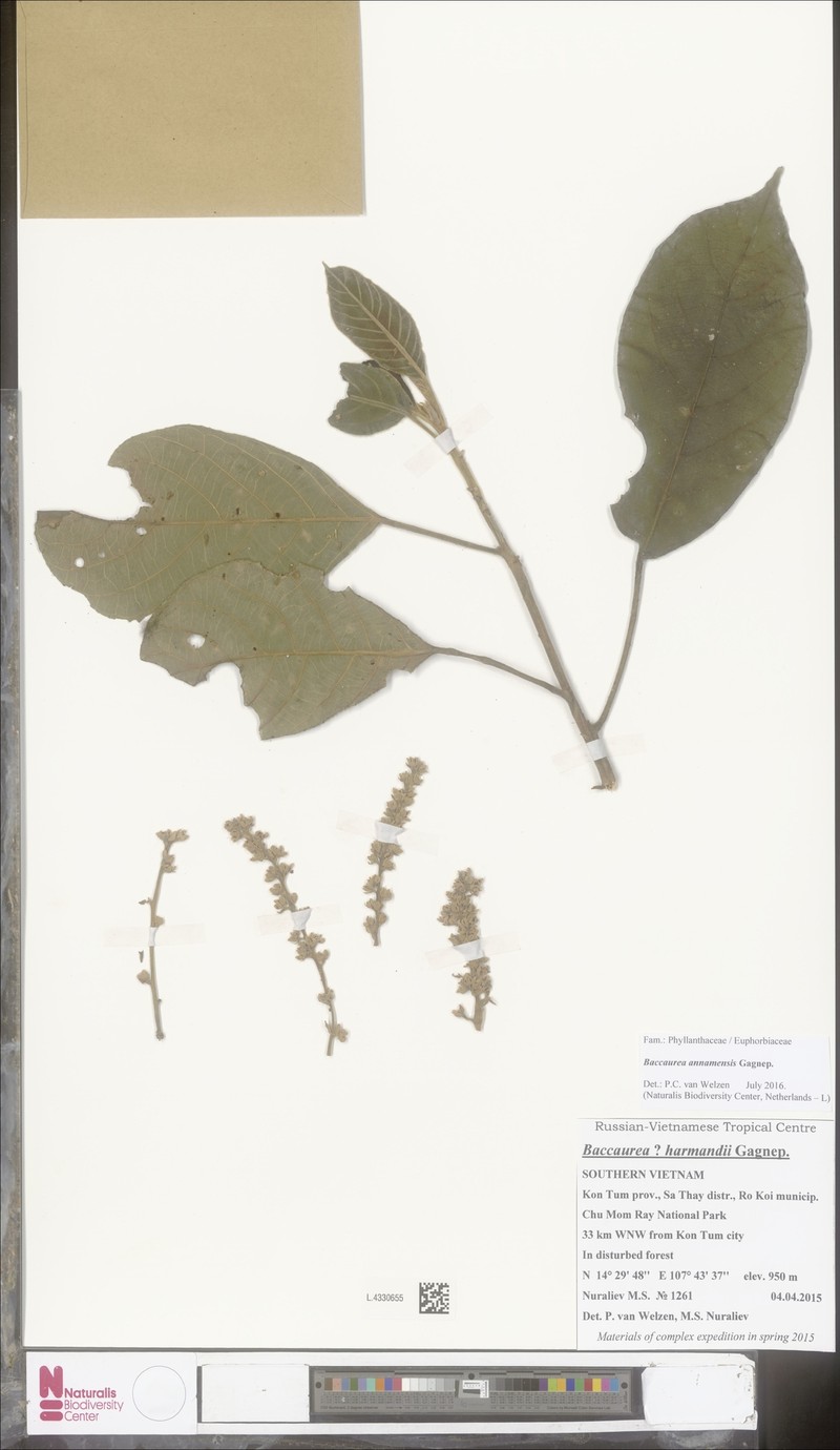 Baccaurea annamensis photo 3
