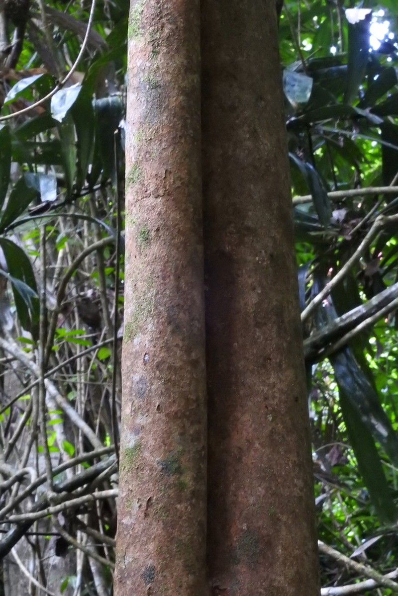 Baccaurea bracteata photo 2
