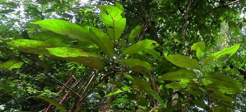 Baccaurea bracteata photo 3