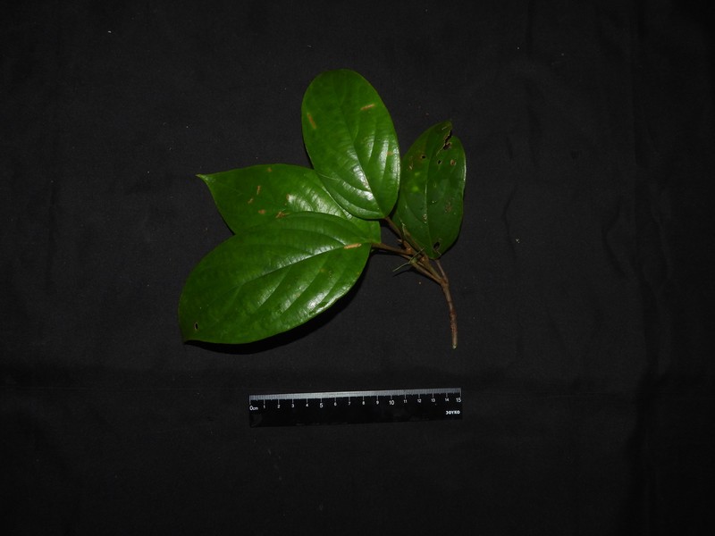 Baccaurea bracteata photo 5