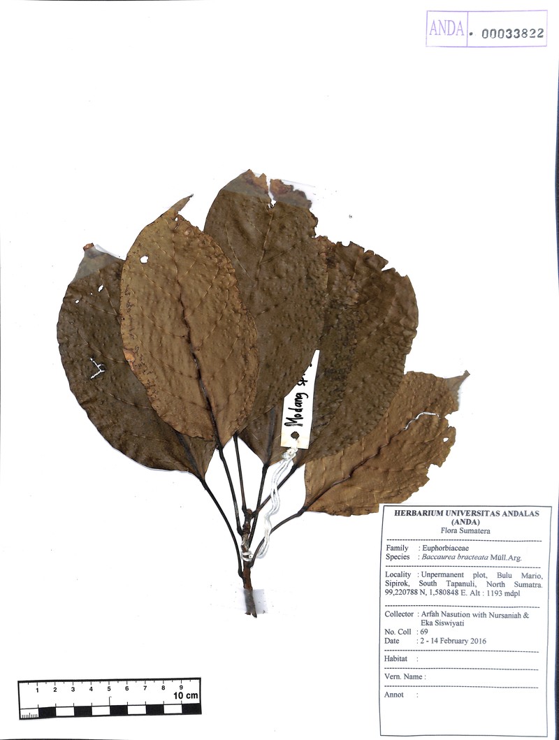 Baccaurea bracteata photo 6