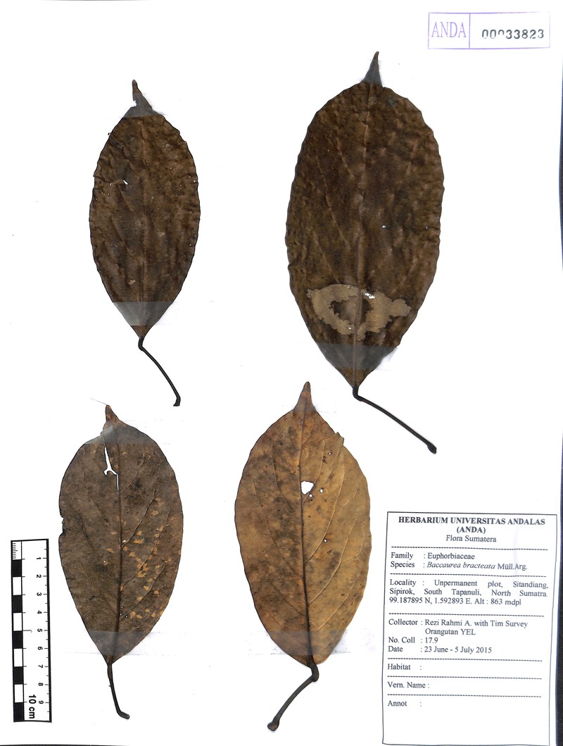 Baccaurea bracteata photo 7