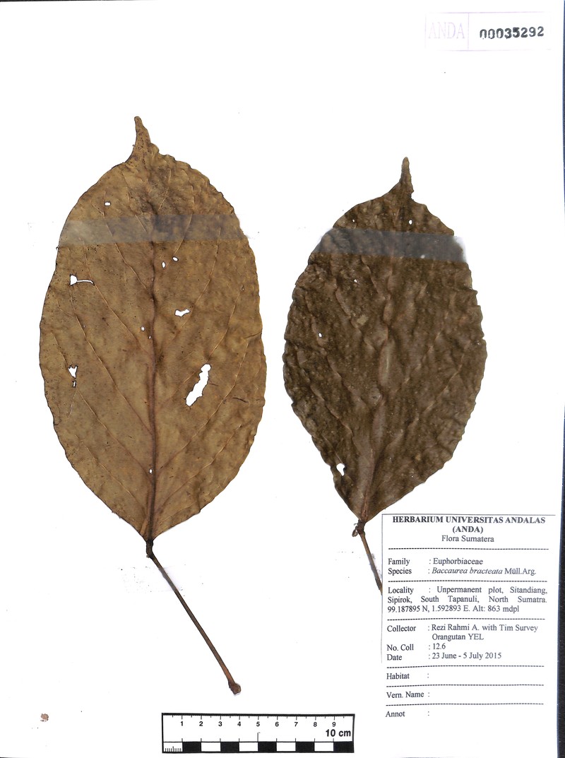 Baccaurea bracteata photo 8