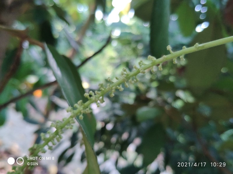 Baccaurea brevipes