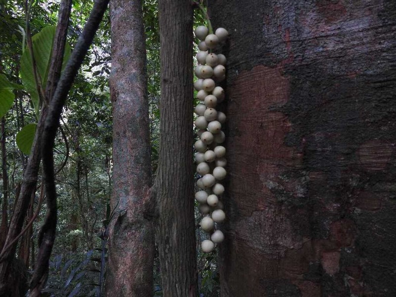 Baccaurea brevipes photo 2