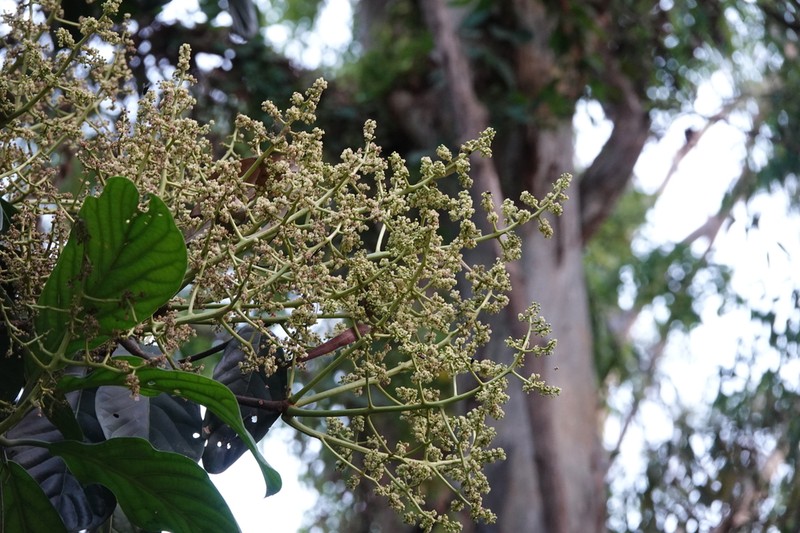 Baccaurea brevipes photo 3