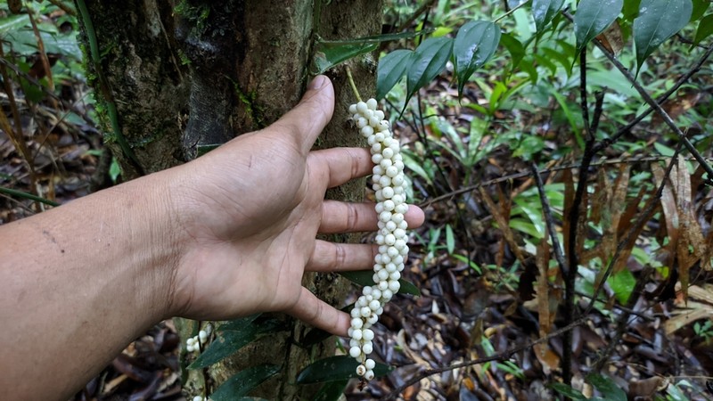 Baccaurea brevipes photo 4
