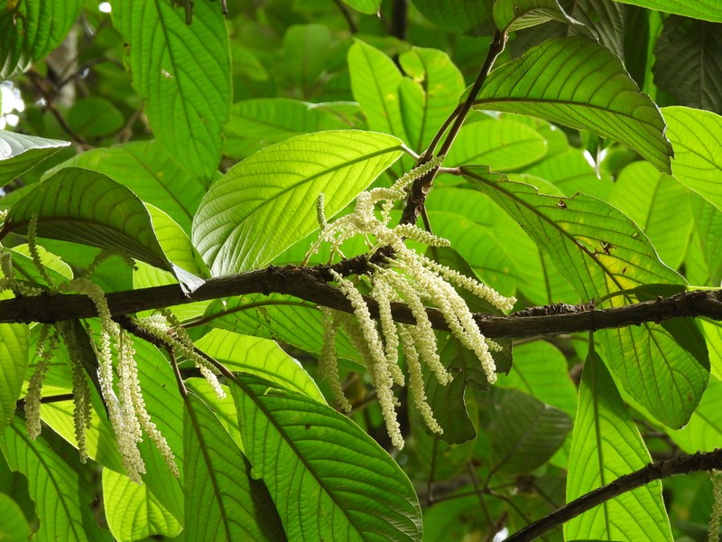 Baccaurea brevipes photo 5