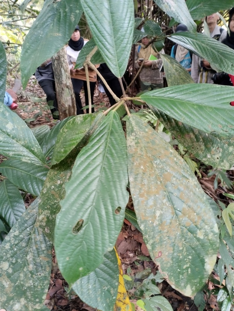 Baccaurea brevipes photo 6