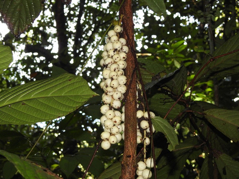 Baccaurea brevipes photo 7