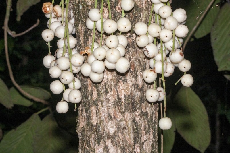 Baccaurea brevipes photo 8