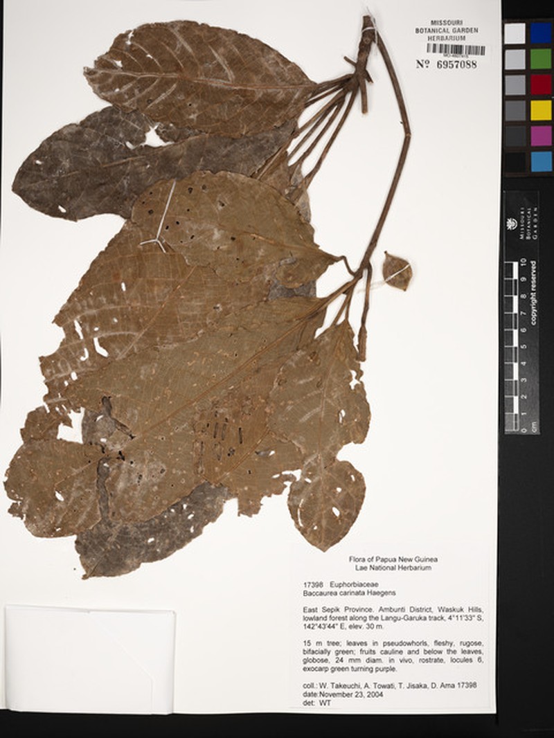 Baccaurea carinata