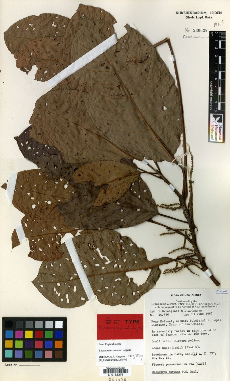 Baccaurea carinata photo 2