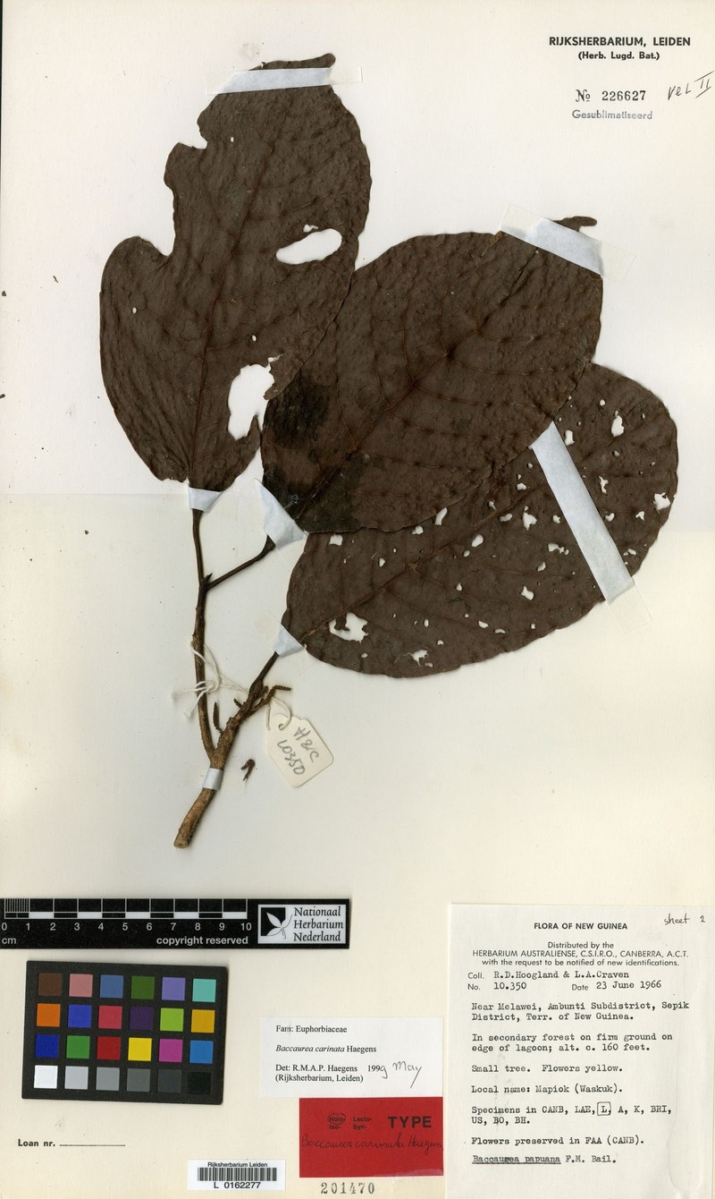 Baccaurea carinata photo 3