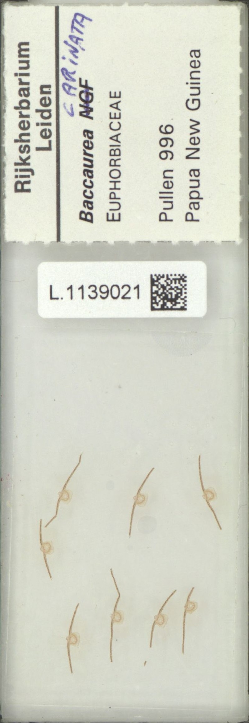 Baccaurea carinata photo 4