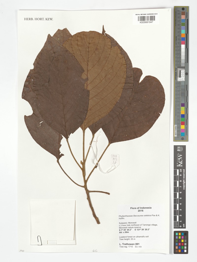 Baccaurea celebica