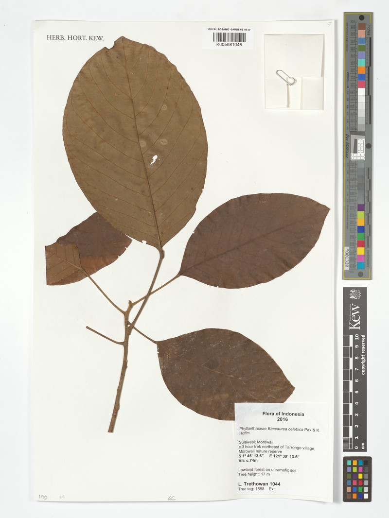 Baccaurea celebica photo 2