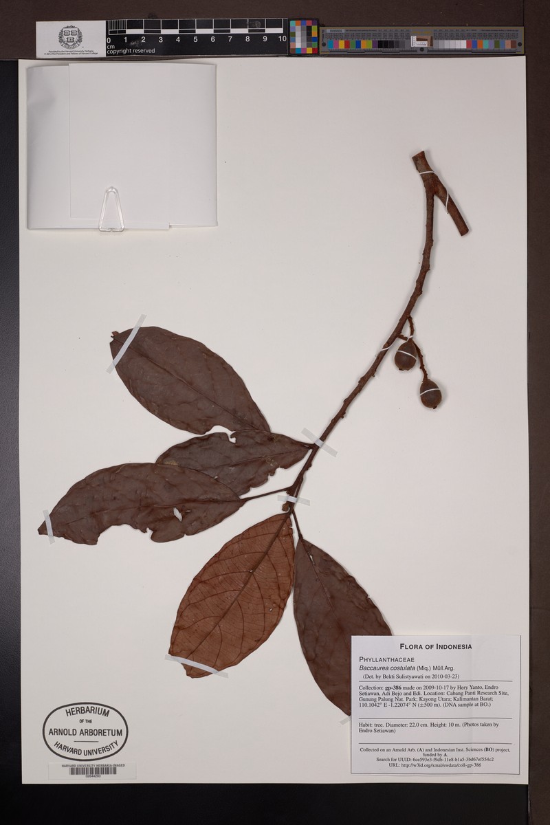 Baccaurea costulata