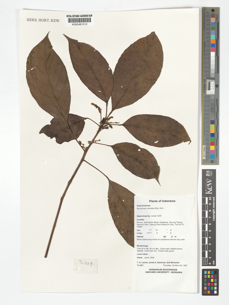 Baccaurea costulata photo 2