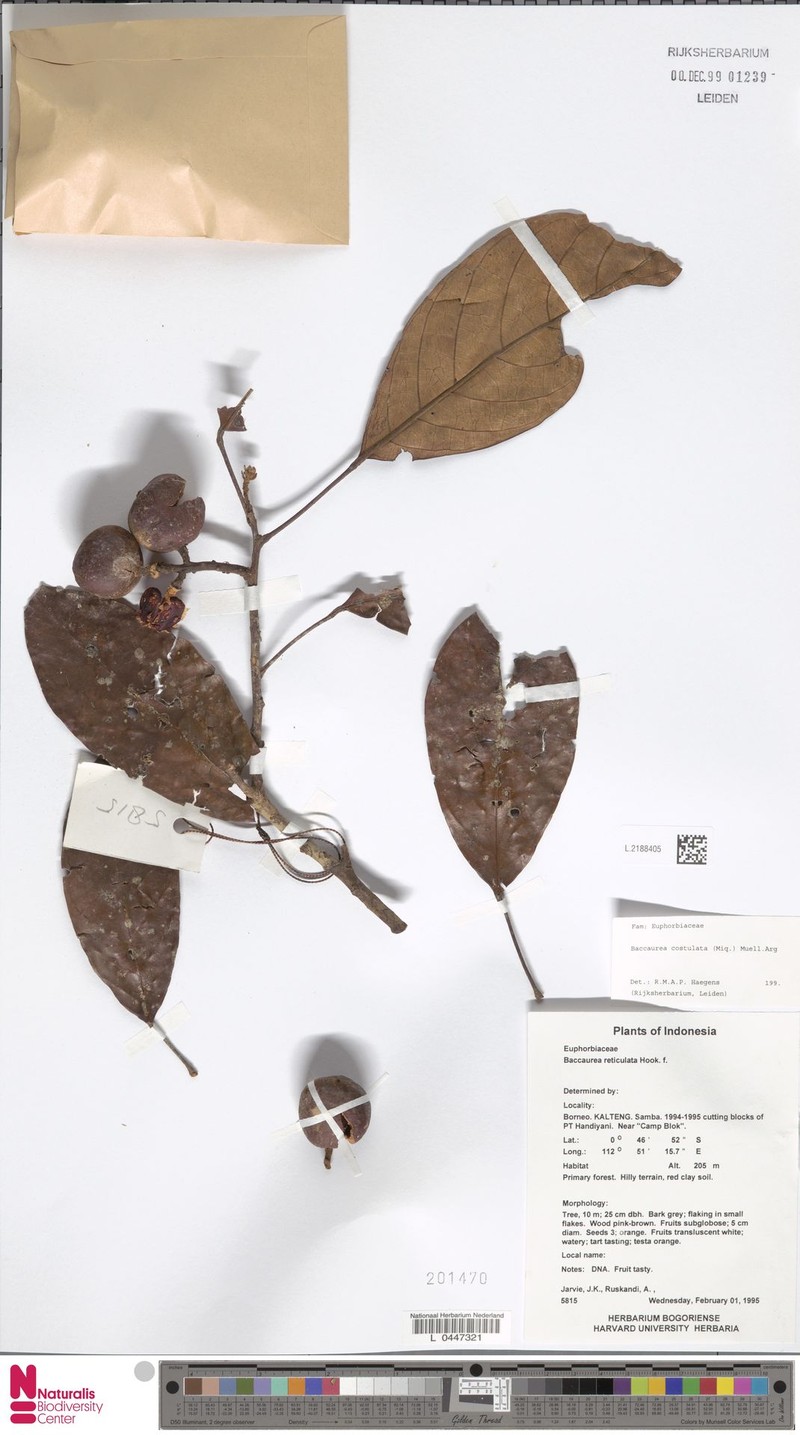 Baccaurea costulata photo 3