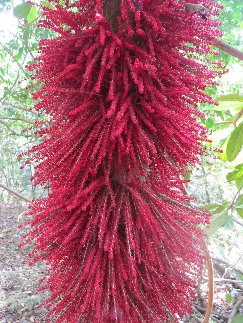 Baccaurea courtallensis