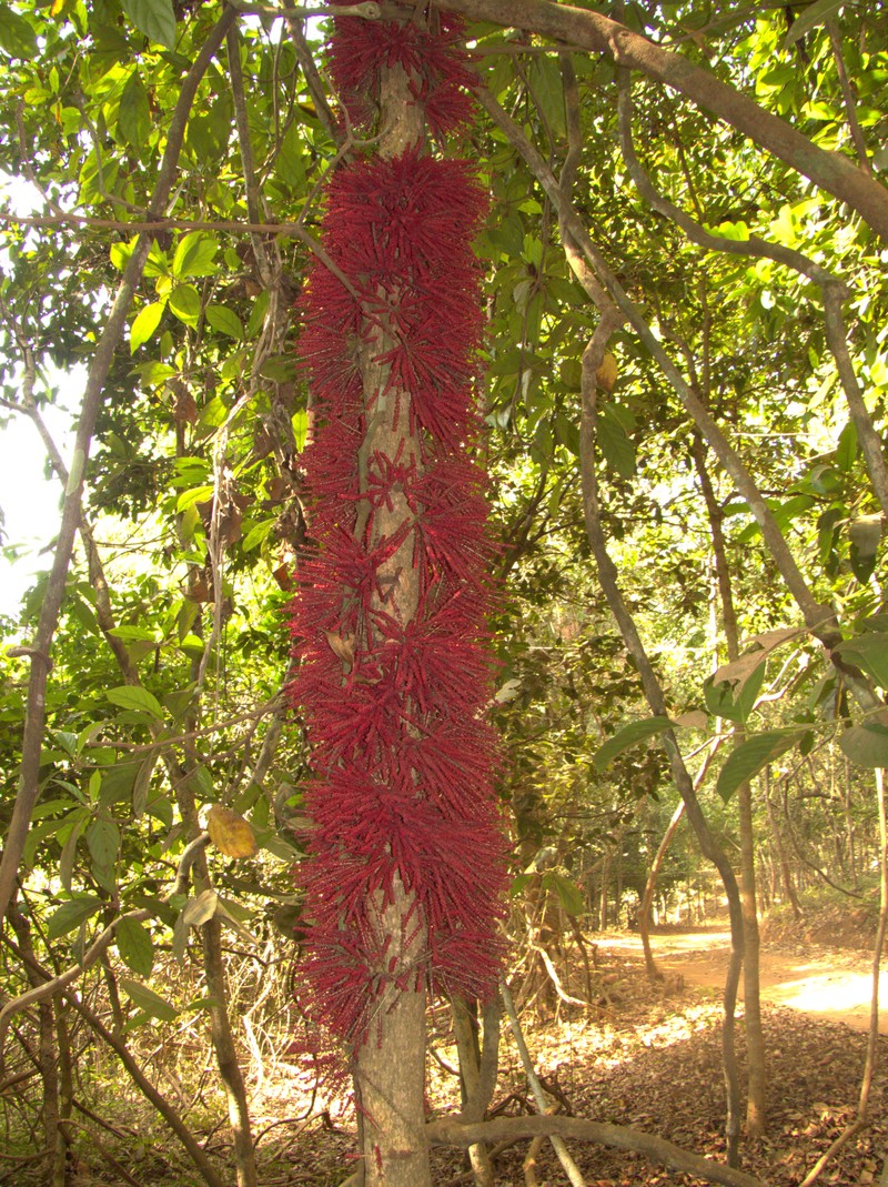 Baccaurea courtallensis photo 2