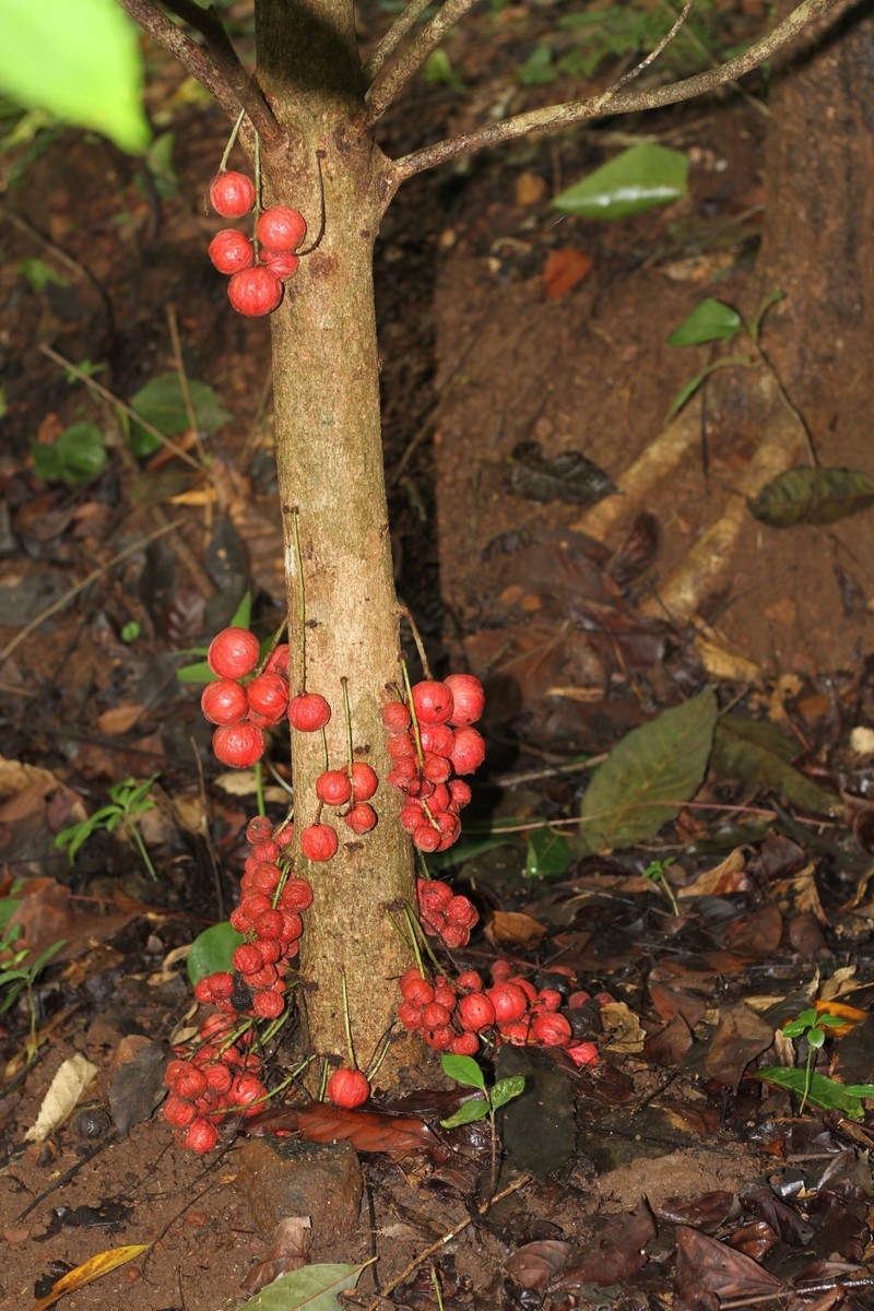 Baccaurea courtallensis photo 3