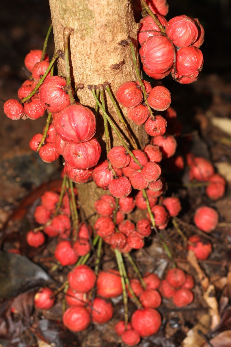 Baccaurea courtallensis photo 4
