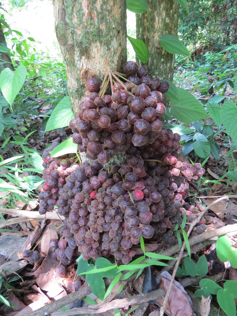 Baccaurea courtallensis photo 5
