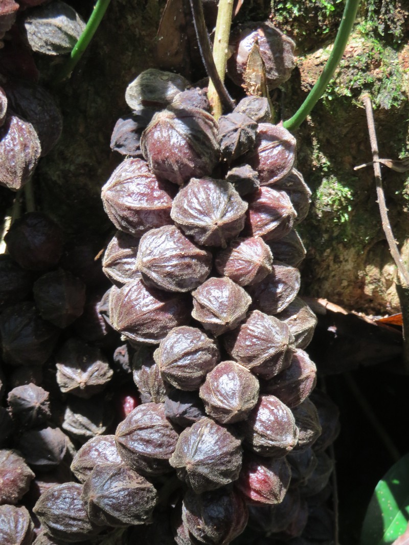 Baccaurea courtallensis photo 6