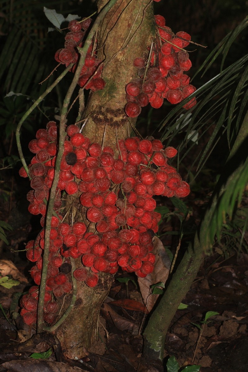 Baccaurea courtallensis photo 7
