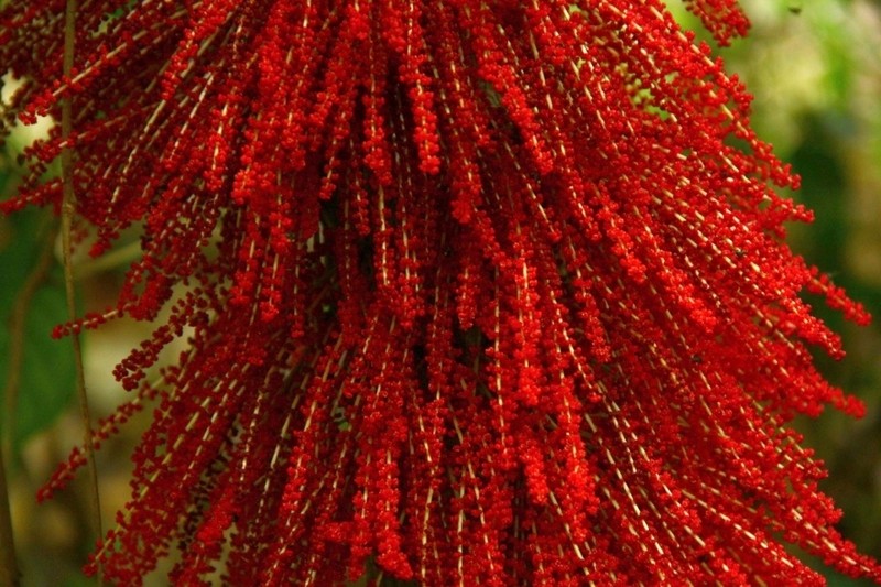 Baccaurea courtallensis photo 8