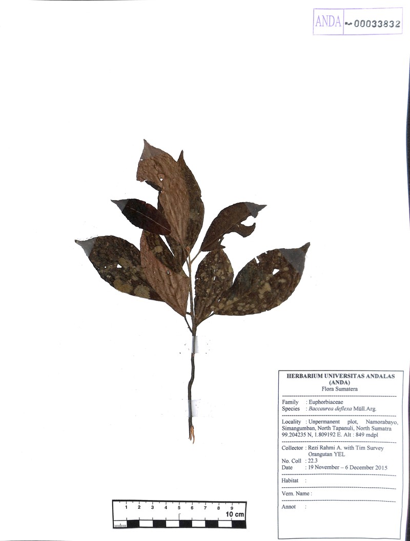 Baccaurea deflexa