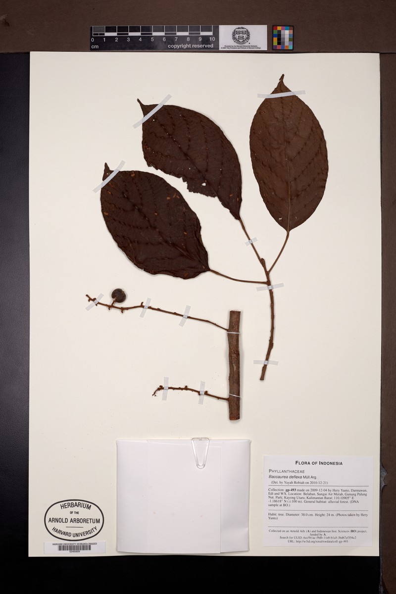 Baccaurea deflexa photo 2