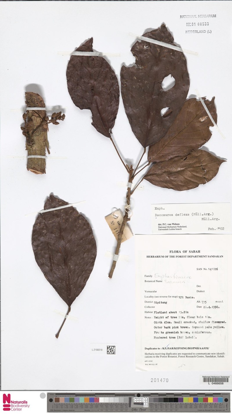 Baccaurea deflexa photo 3