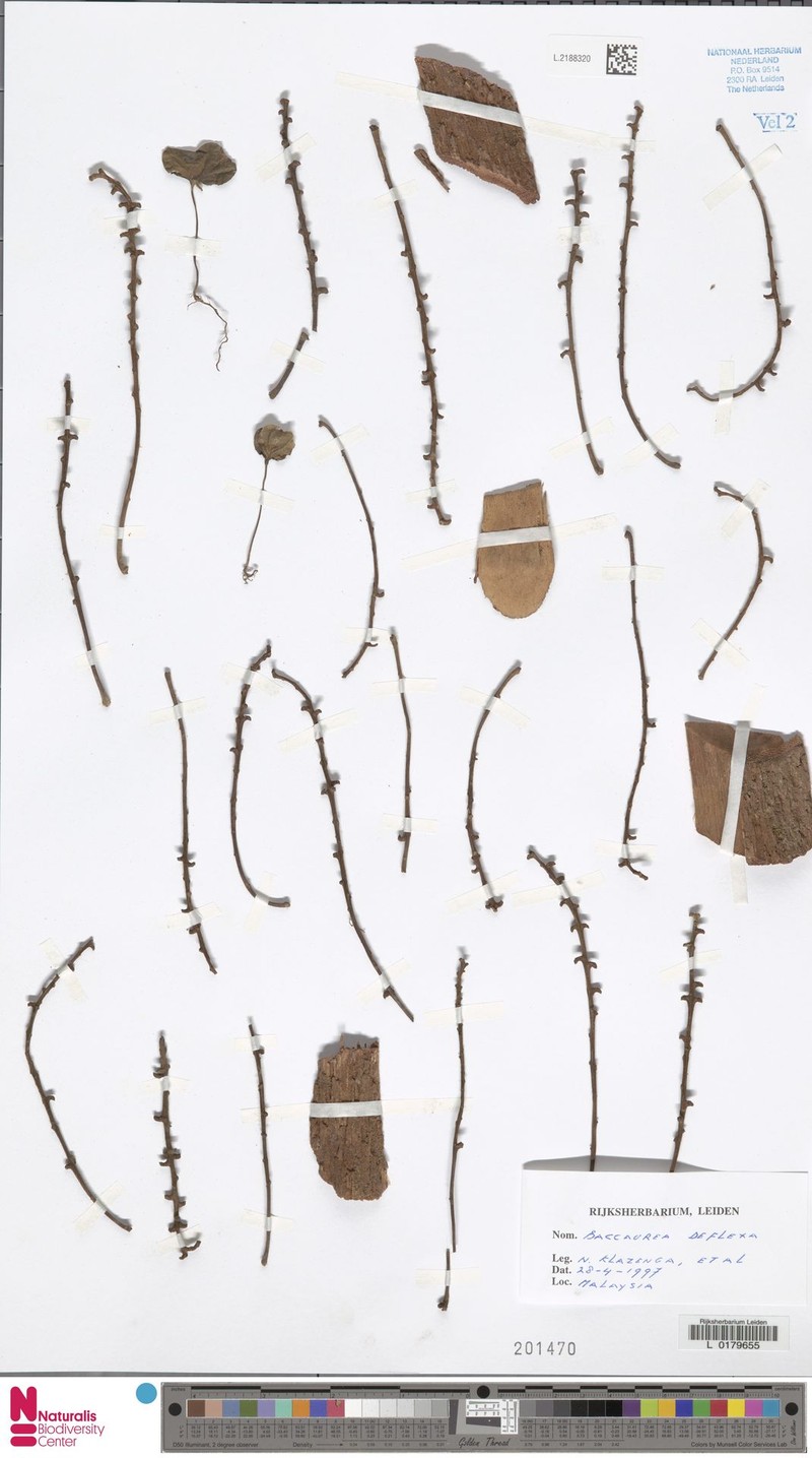 Baccaurea deflexa photo 4