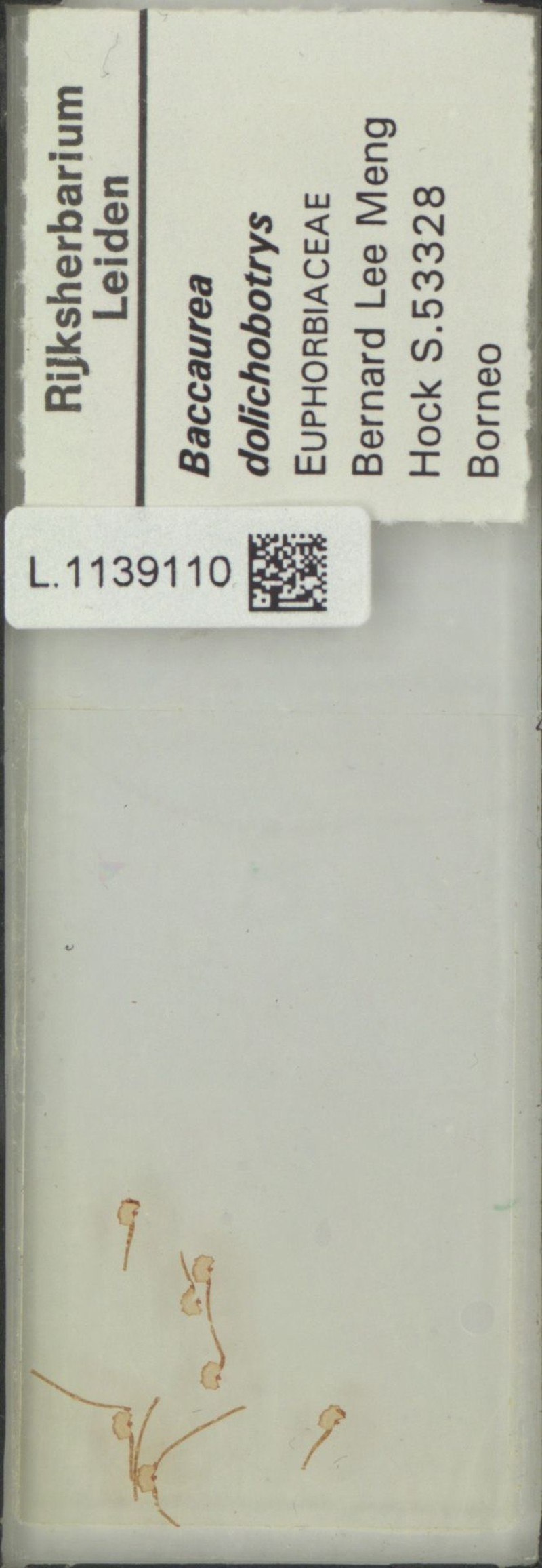 Baccaurea dolichobotrys