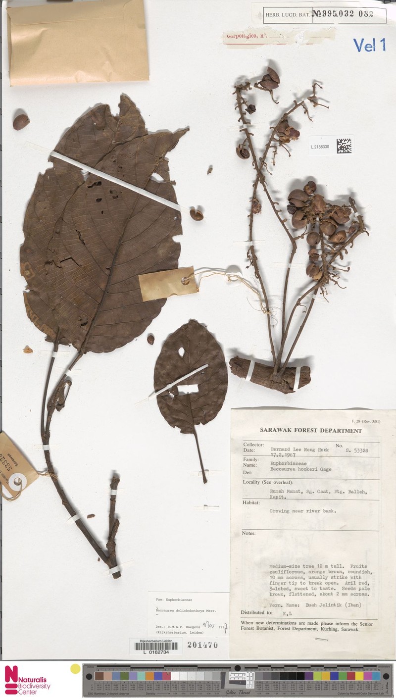 Baccaurea dolichobotrys photo 2