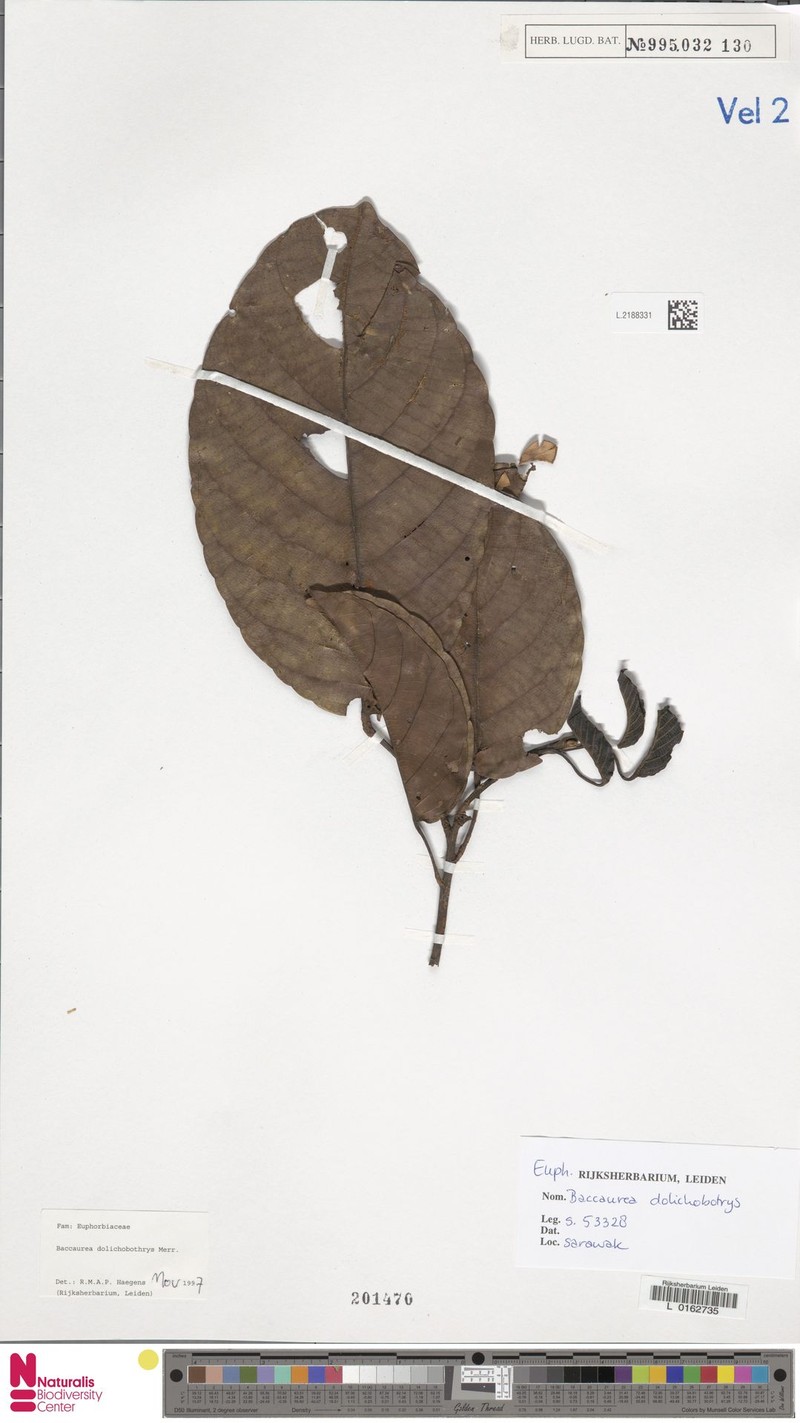 Baccaurea dolichobotrys photo 3