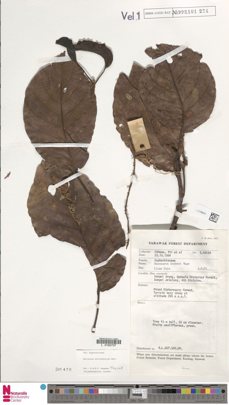 Baccaurea dolichobotrys photo 4