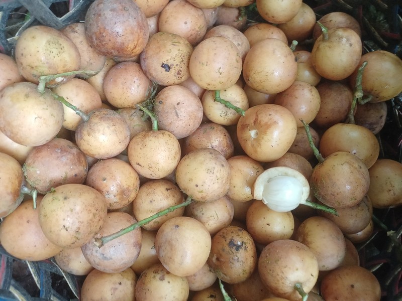 Baccaurea dulcis